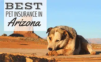 A dog at Monument Valley, Arizona laying eating a bone (Caption: Best Pet Insurance in Arizona)