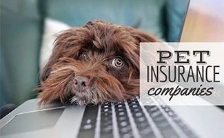 Dog laying on computer laptop (Caption: Pet Insurance Companies)