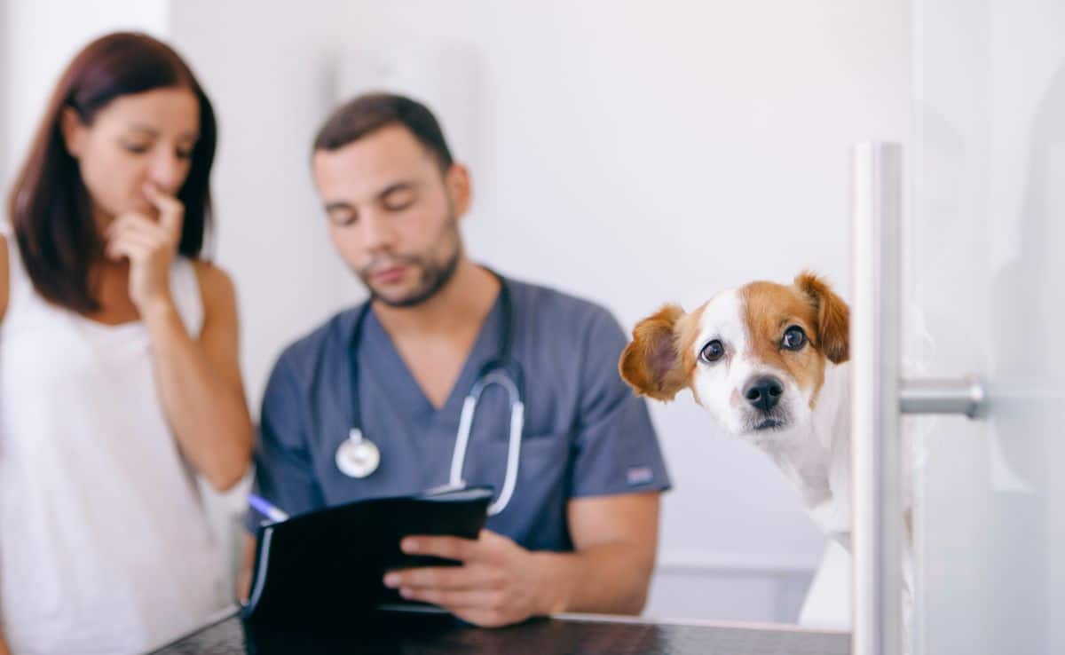 A veterinary holding a clipboard with analysis results and reviewing with pet owner who has thinking facial expression. Dog is in the foreground looking at the camera.