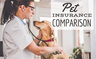 Pet Insurance Comparison Charts 2021: Compare Quotes, Plans, Coverage
