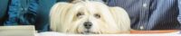 White dog with face on table with financial documents and owners sitting.