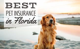 Best Pet Insurance In Florida: Compare Plans & Prices - CanineJournal.com