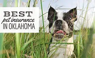 Boston Terrier puppy in tall green grass (Caption: Best Pet Insurance In Oklahoma)
