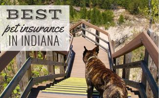 A dog stands at the top of the stairs on a walkway of Indiana Sand Dunes National Park (Caption: Best Pet Insurance In Indiana)