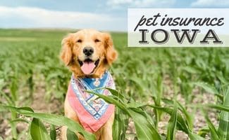 Happy and Pretty Golden Retriever Dog, Puppy outside in the corn (Caption: Pet Insurance Iowa)