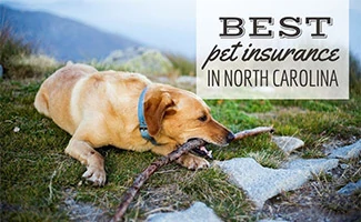 Golden chewing stick outdoors in North Carolina mountains (Caption: Best Pet Insurance In North Carolina)