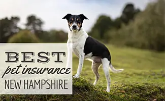 Rat Terrier on a hill (Caption: Best Pet Insurance New Hampshire)