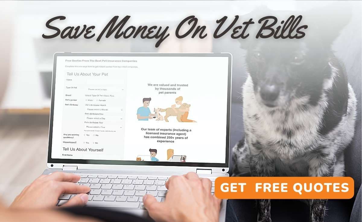 Person on computer checking pet insurance quotes (Caption: Save Money on Vet Bills; Button: Get Free Quotes)