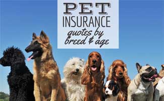 Pet Insurance Quotes For Dogs 2021: Instant Online Prices By Company