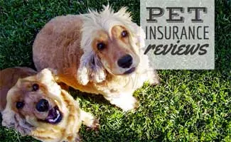 Two dogs in grass (caption: Pet Insurance Reviews)
