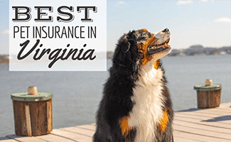 Dog on a Dock (Caption: Best Pet Insurance In Virginia)