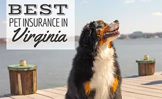 Dog on a Dock (Caption: Best Pet Insurance In Virginia)