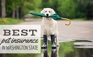 Dog standing in the rain puddle (Caption: Best Pet Insurance In Washington State)