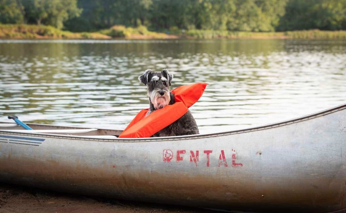 Schnauzer dog sitting alone in a canoe wearing life vest