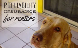 Dog sitting on tile floor (Caption: Pet Liability Insurance For Renters)