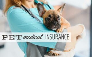 Female vet holding a french bulldog in arms (Caption: Pet Medical Insurance)