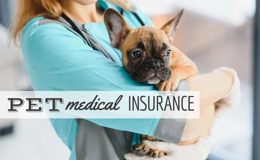 Female vet holding a french bulldog in arms (Caption: Pet Medical Insurance)