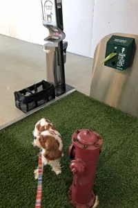 Dog on pet relief area in airport