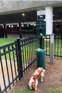 Dog peeing in airport relief area outside