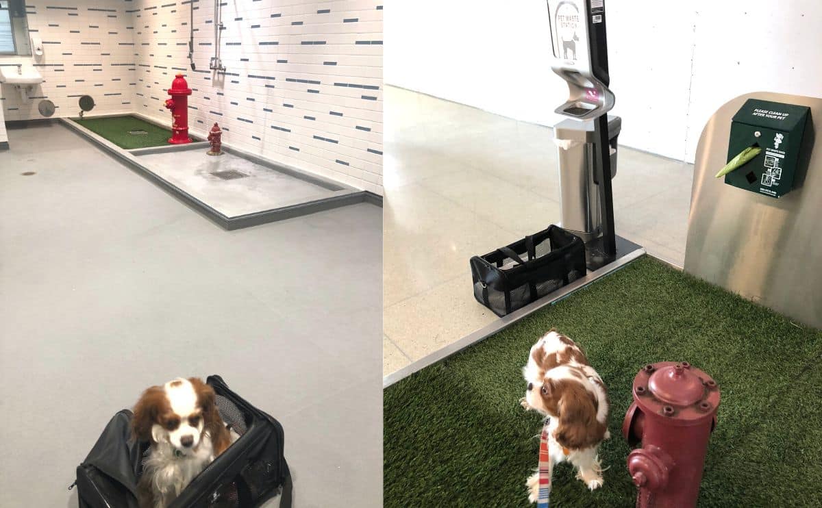 pet relief areas at airports