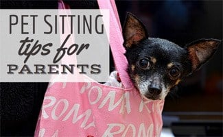 Pet Sitting Tips for Parents Dog in bag