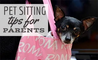 Dog in bag (Caption: Pet Sitting Tips For Parents)