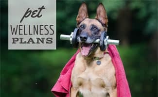 German Shepard with barbell in mouth (Caption: Pet Wellness Plans)