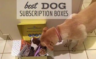 Dog looking in box of toys (caption: Best Dog Subscription Box)