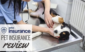 Dog at vet on back (Caption: Petco Pet Insurance Review)