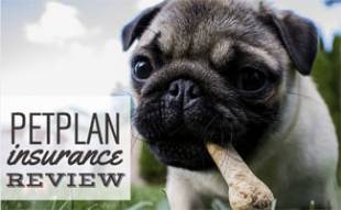 Petplan Insurance Review: Is It The Most Comprehensive? – CanineJournal.com
