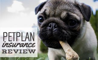 Pug outside with bone in mouth (kuvateksti: Petplan Insurance Review)