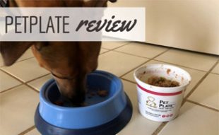 Homemade Dog Food For Year Old Shih Zu Homemade Dog Food For Year Old Shih Zu