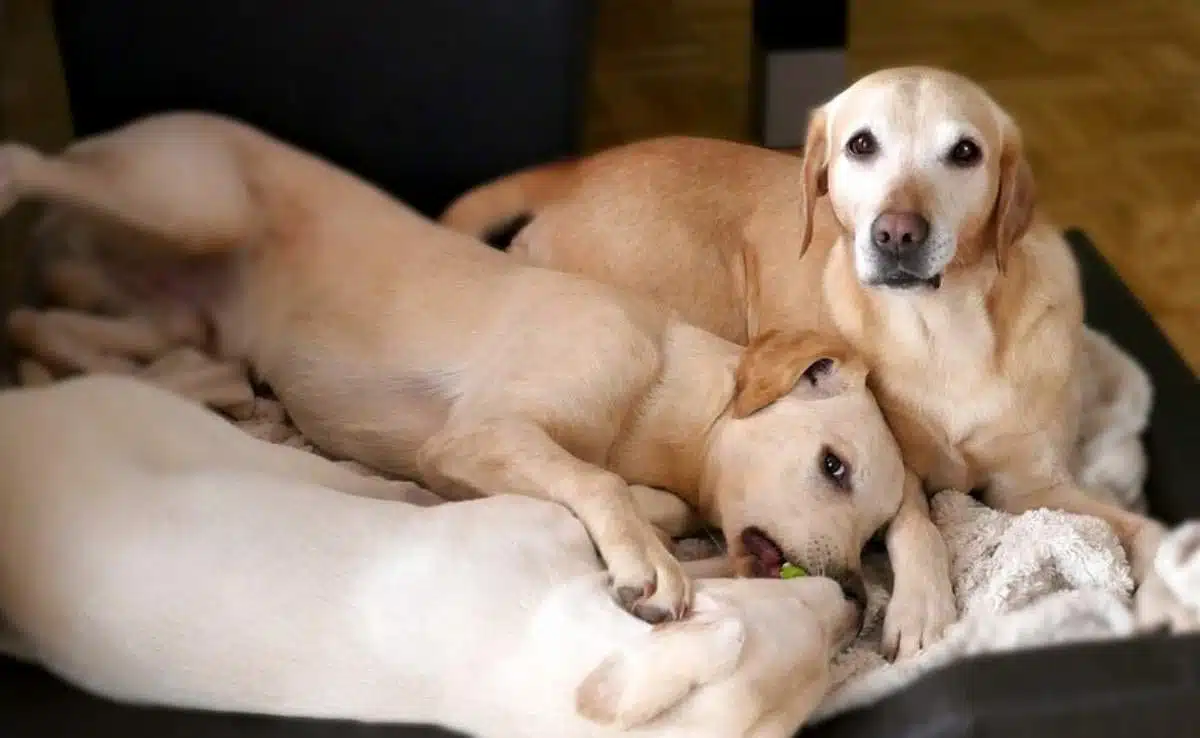 Two dogs cuddling
