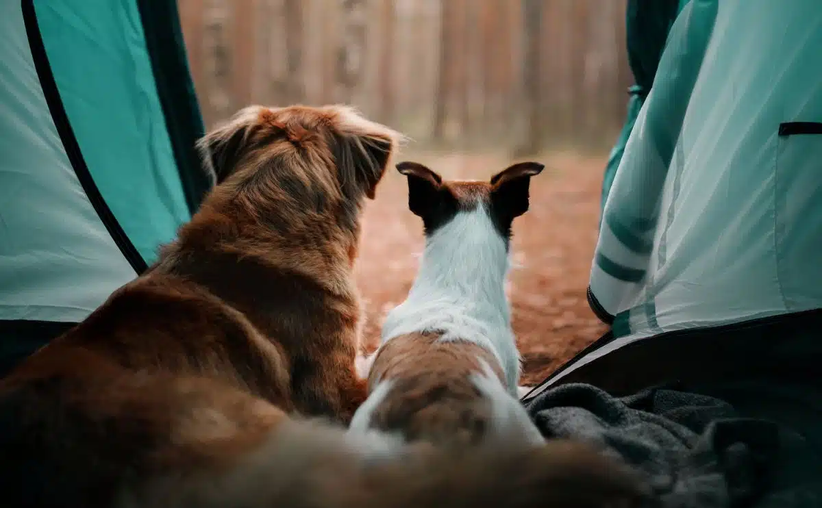A Golden dog and small spotted dog sitting next to each other looking out the opening of a tent faced away from the camera with woods in. the background