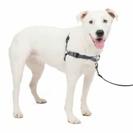 PetSafe Deluxe Easy Walk