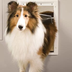 Collie half way through PetSafe Plastic Pet Door