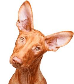 Pharaoh Hound Blushing
