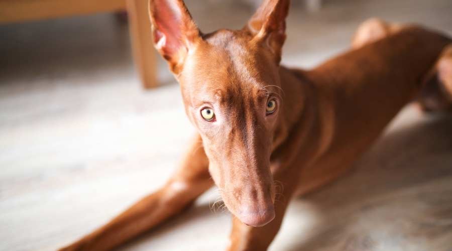 Pharaoh Hound standing tall.