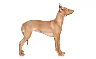 Pharaoh Hound standard