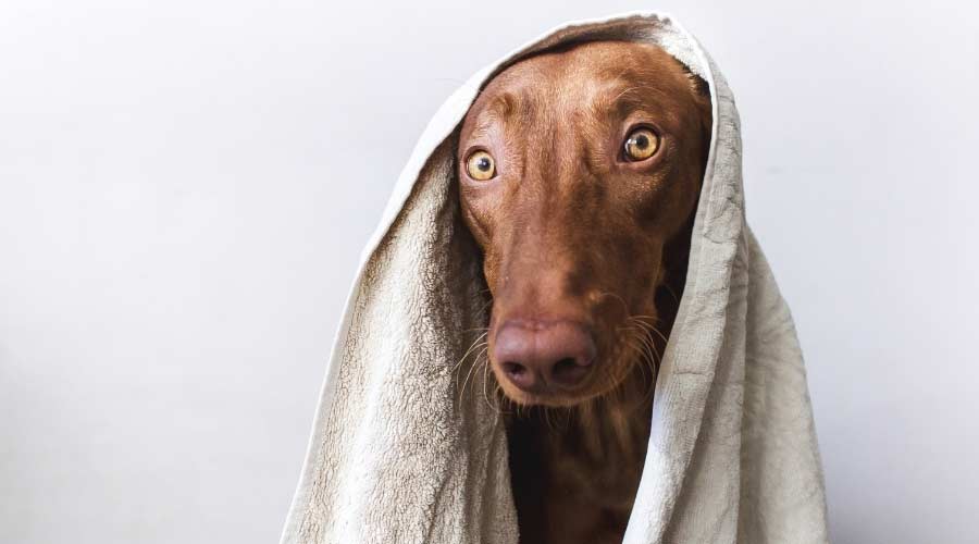 Dog with towel on head.