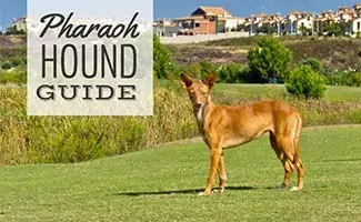 Pharaoh Hound in field (caption: Pharaoh Hound Guide)