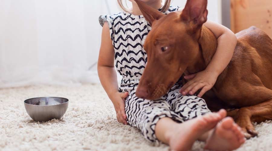 Brown dog with kid and bowl.