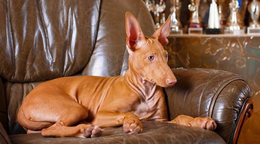 Brown dog on chair.