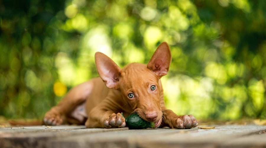 Pharaoh Hound puppy chewing on a toy.