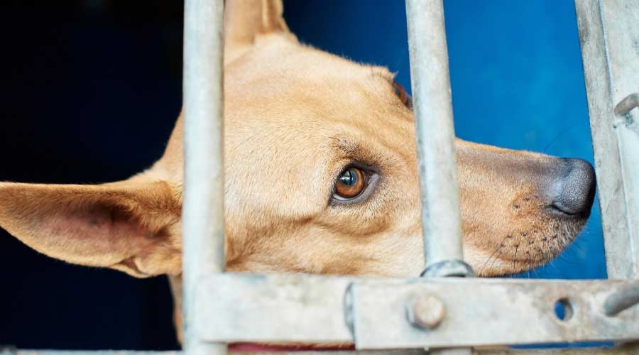 Dog in shelter's cage.
