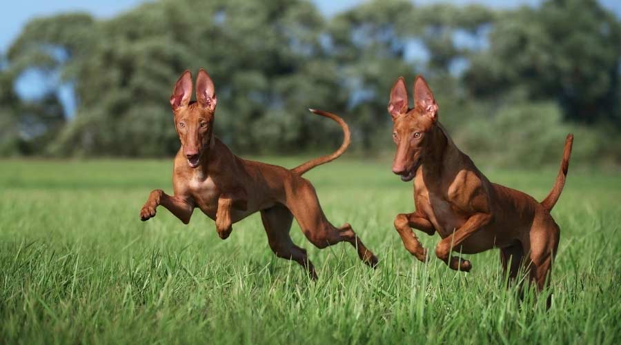 Dogs running in field.
