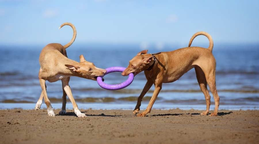 Pharaoh Hounds playing with toy on the beach.