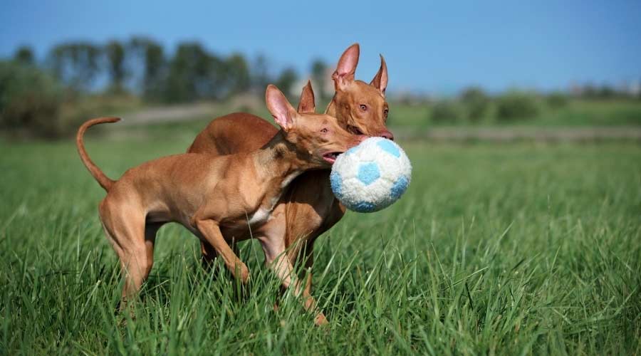 Two dogs playing with a ball in grass.
