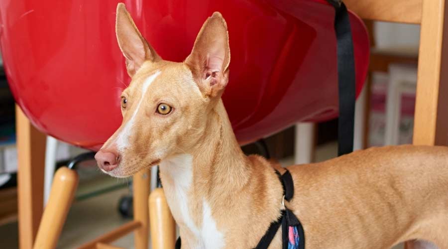 Light dog next to chair on leash.