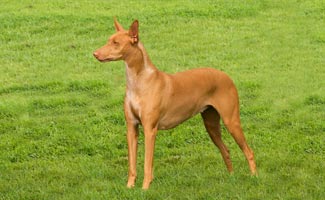 Pharaoh Hound on green grass